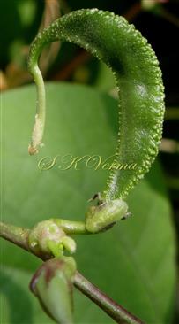  Legume